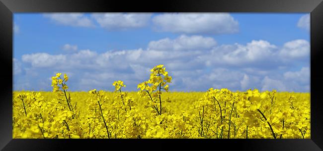 Rape Seed Flowers Framed Print by Donna Collett