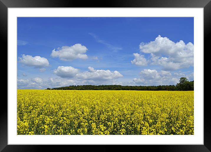 Field of Golden Rape seed Framed Mounted Print by Donna Collett