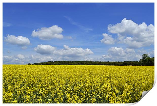 Field of Golden Rape seed Print by Donna Collett