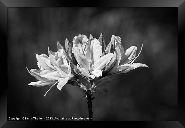 Chrysanthemum Framed Print by Keith Thorburn EFIAP/b