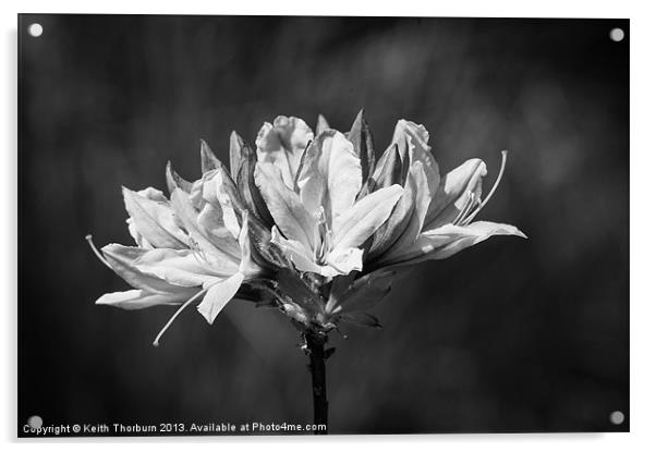 Chrysanthemum Acrylic by Keith Thorburn EFIAP/b