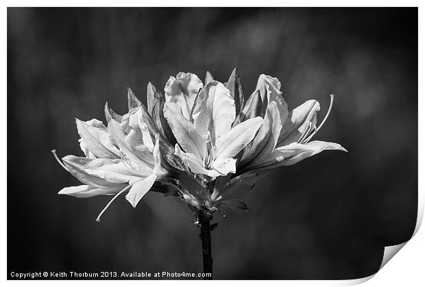 Chrysanthemum Print by Keith Thorburn EFIAP/b