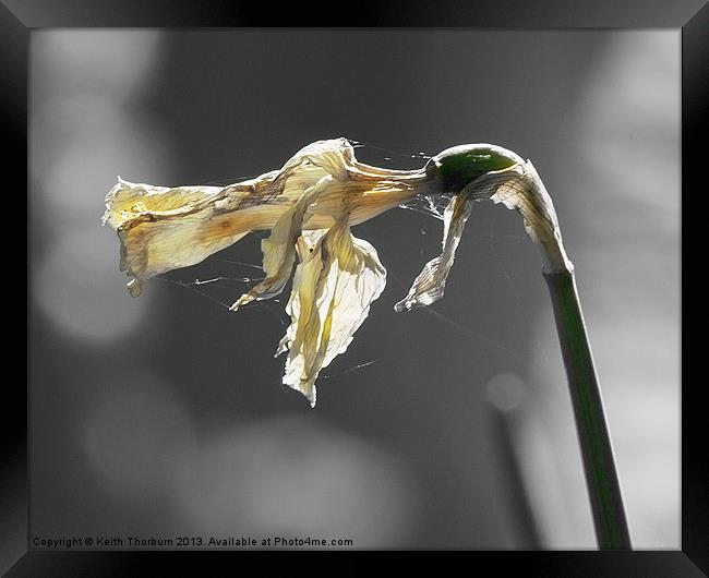 Withered Daffodil Framed Print by Keith Thorburn EFIAP/b