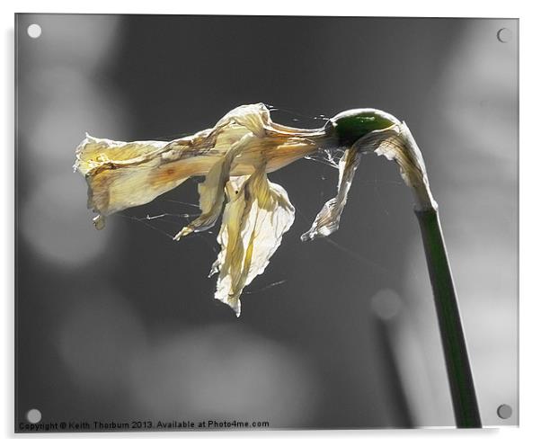 Withered Daffodil Acrylic by Keith Thorburn EFIAP/b