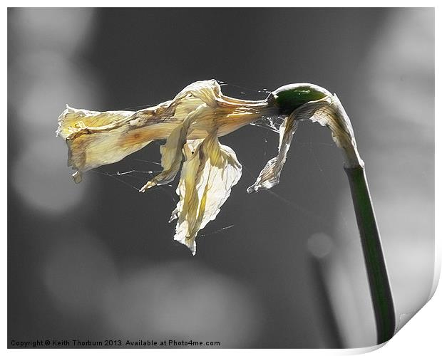 Withered Daffodil Print by Keith Thorburn EFIAP/b
