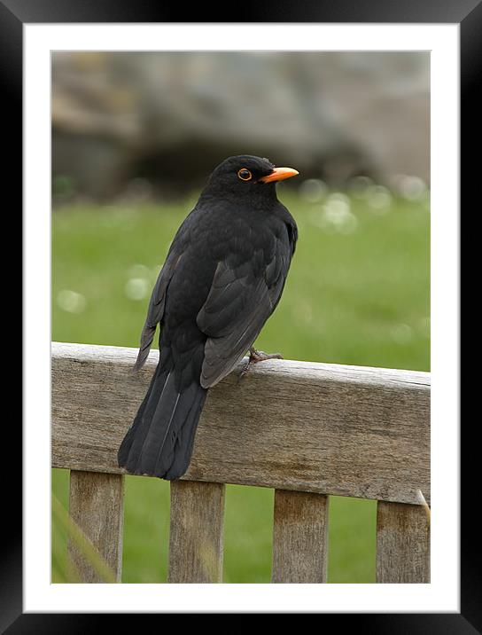 Male Blackbird Framed Mounted Print by Jacqi Elmslie