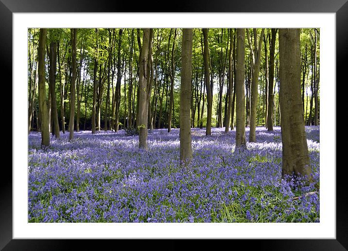 A Carpet of Bluebells Framed Mounted Print by Donna Collett