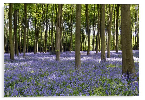 A Carpet of Bluebells Acrylic by Donna Collett