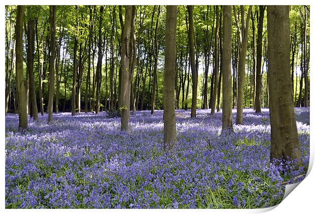A Carpet of Bluebells Print by Donna Collett