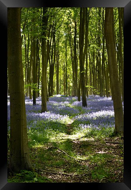 Bluebell woods Framed Print by Donna Collett