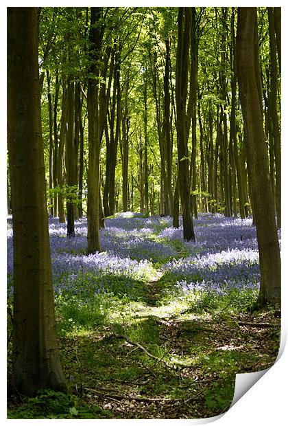 Bluebell woods Print by Donna Collett