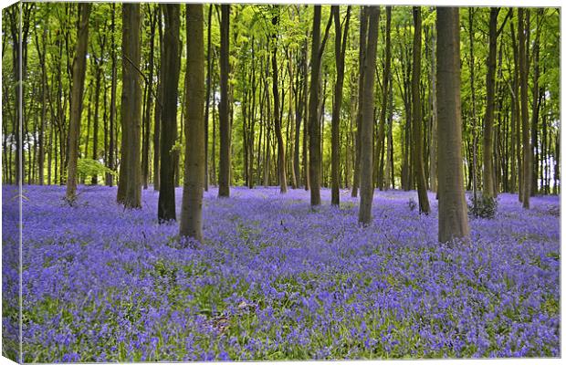 Blanket of BlueBells Canvas Print by Donna Collett
