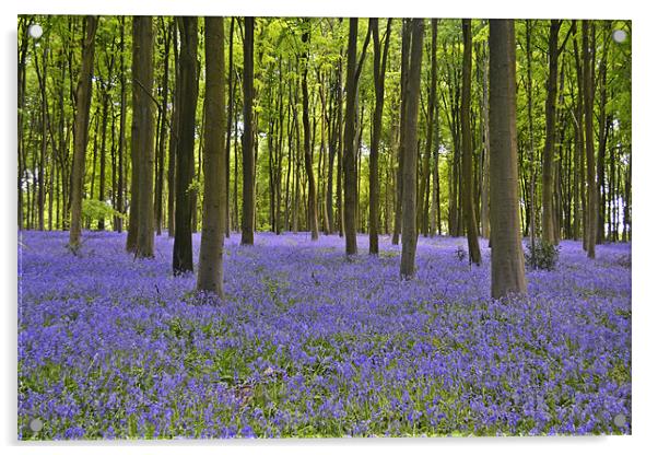 Blanket of BlueBells Acrylic by Donna Collett