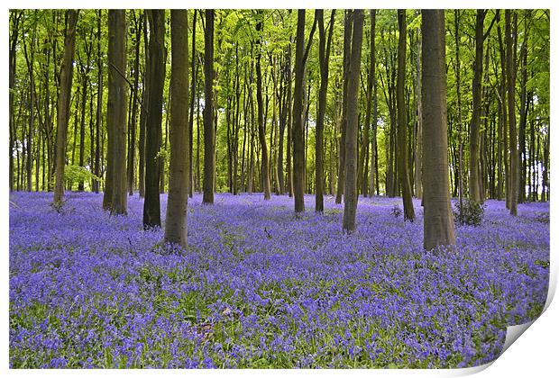 Blanket of BlueBells Print by Donna Collett