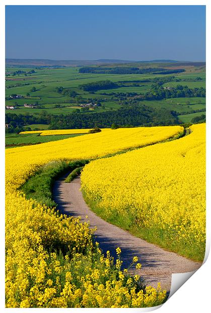 Rapeseed field near Damflask Reservoir Print by Darren Galpin