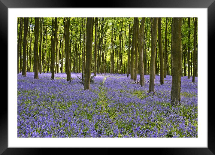 Bluebell woodlands Framed Mounted Print by Donna Collett
