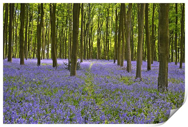 Bluebell woodlands Print by Donna Collett