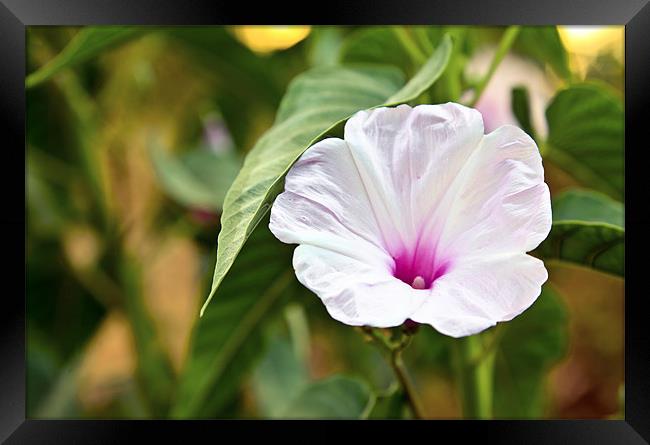 White fluted Hibiscus Framed Print by Arfabita  