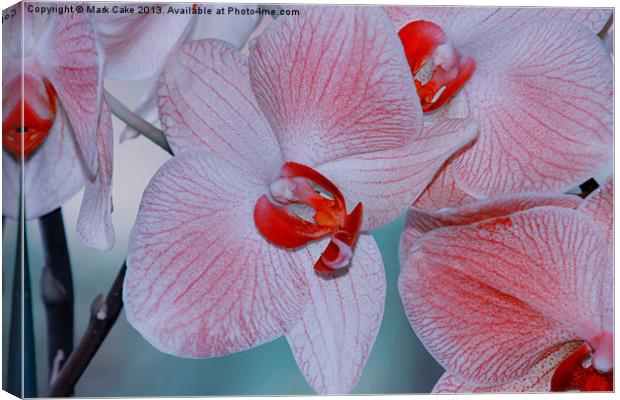 Red veined orchid Canvas Print by Mark Cake