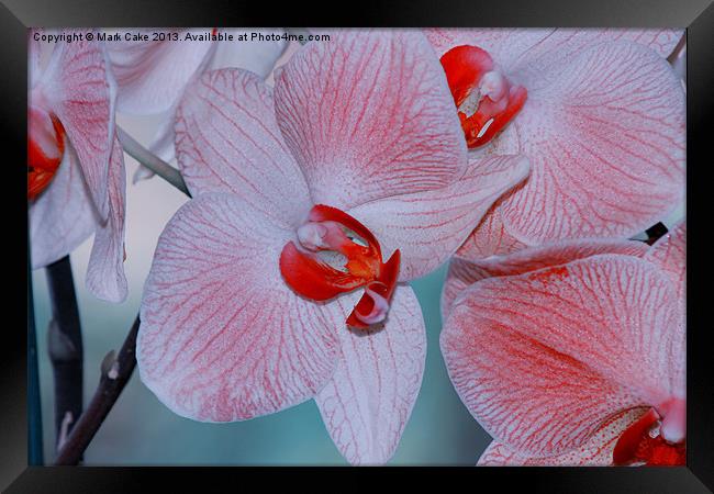 Red veined orchid Framed Print by Mark Cake