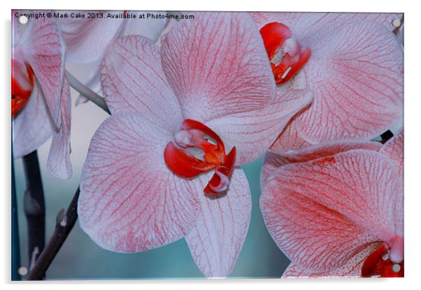 Red veined orchid Acrylic by Mark Cake