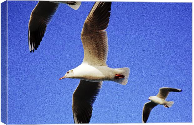 Seagulls in flight Canvas Print by Arfabita  