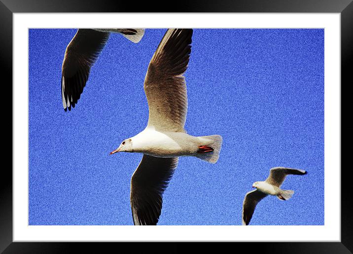 Seagulls in flight Framed Mounted Print by Arfabita  