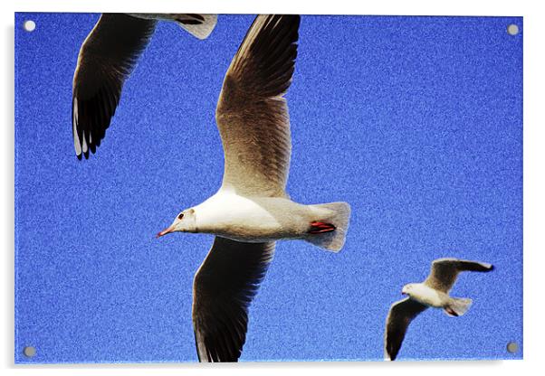 Seagulls in flight Acrylic by Arfabita  