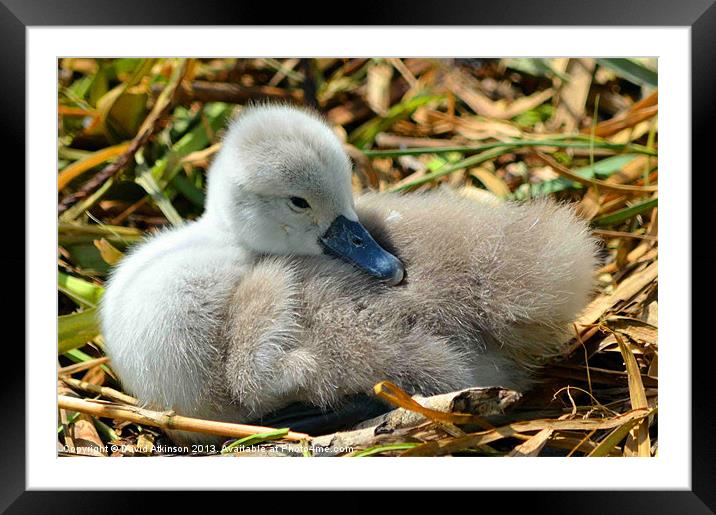 UGLY DUCKLING Framed Mounted Print by David Atkinson