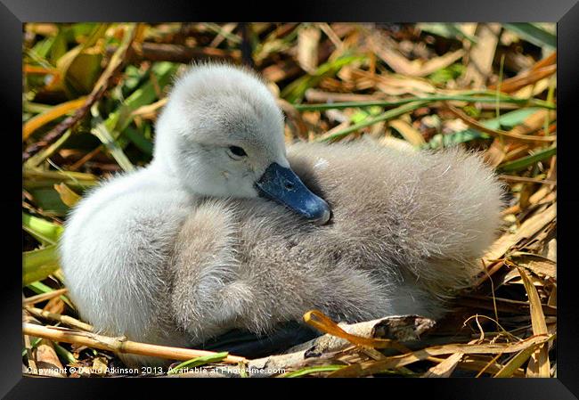 UGLY DUCKLING Framed Print by David Atkinson