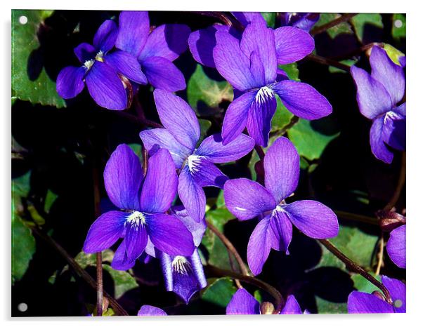 1482-berauty violet Acrylic by elvira ladocki