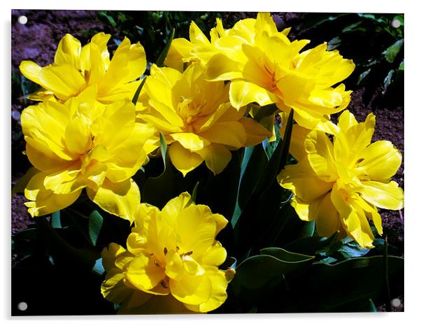 1486-yellow tulip Acrylic by elvira ladocki