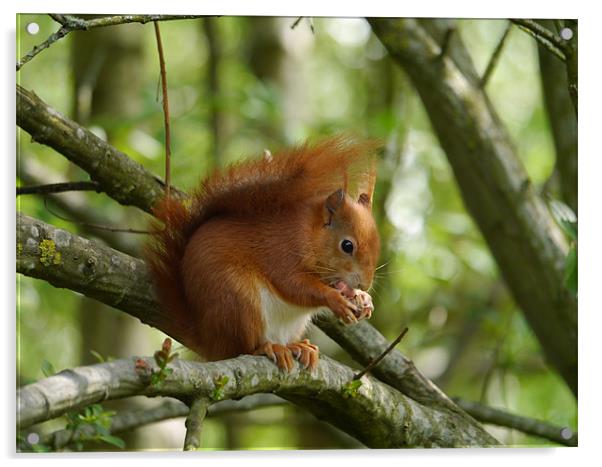 Red squirrel Acrylic by sharon bennett