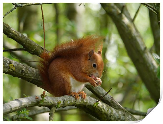 Red squirrel Print by sharon bennett