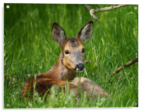 Roe deer resting Acrylic by sharon bennett