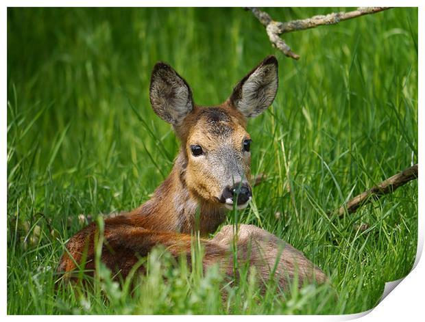 Roe deer resting Print by sharon bennett