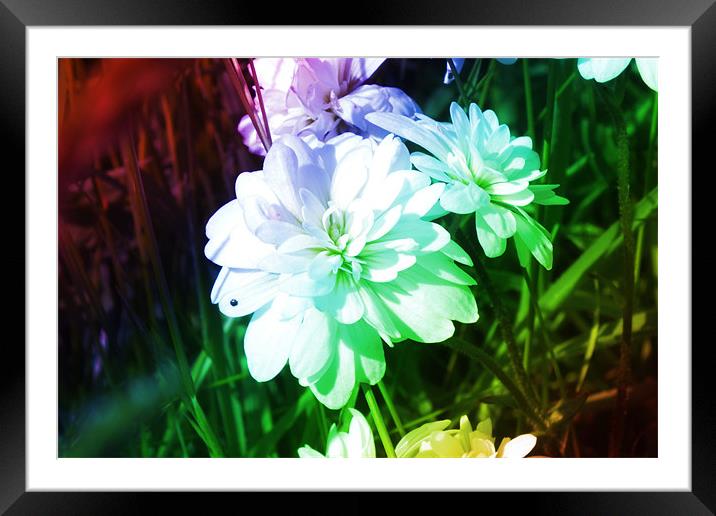 Rainbow flower Framed Mounted Print by Sam Rowe