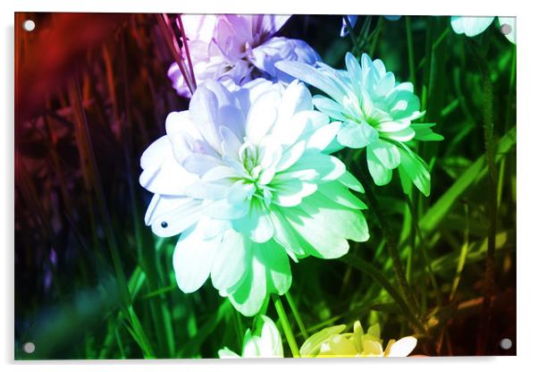 Rainbow flower Acrylic by Sam Rowe