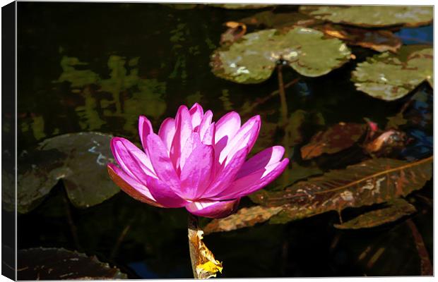 Pink Water lily in a Pond Canvas Print by Arfabita  