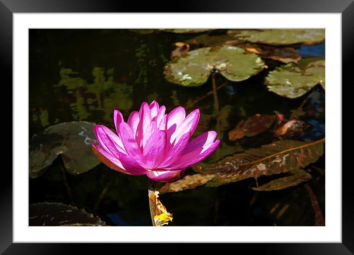 Pink Water lily in a Pond Framed Mounted Print by Arfabita  