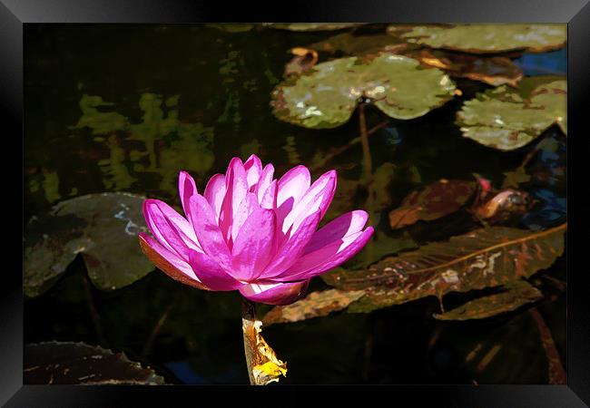 Pink Water lily in a Pond Framed Print by Arfabita  