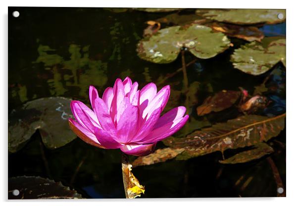 Pink Water lily in a Pond Acrylic by Arfabita  