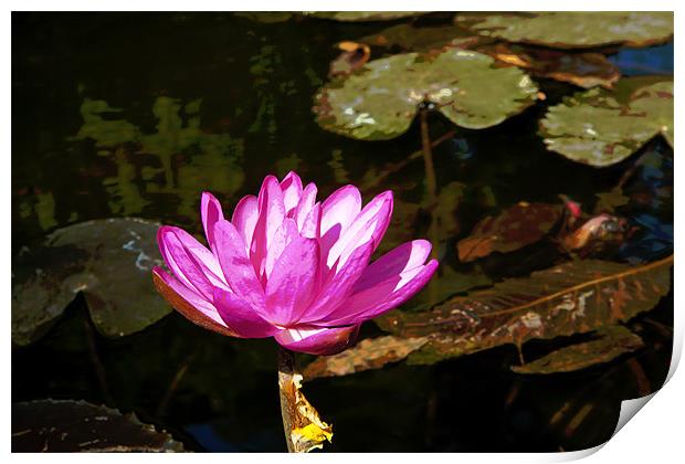 Pink Water lily in a Pond Print by Arfabita  