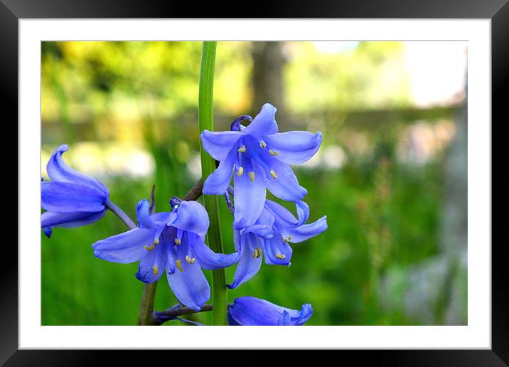 Blue flower Framed Mounted Print by Sam Rowe