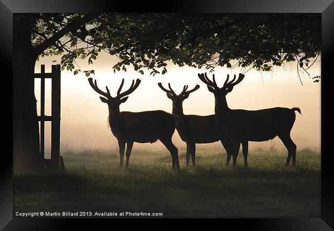 Stags In Silhouette Framed Print by Martin Billard