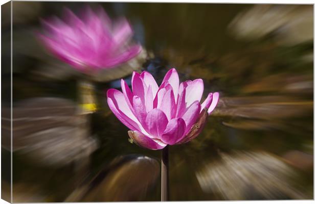 Pair of blooming Pink Water Lilies Canvas Print by Arfabita  