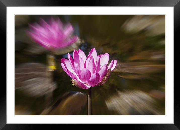 Pair of blooming Pink Water Lilies Framed Mounted Print by Arfabita  
