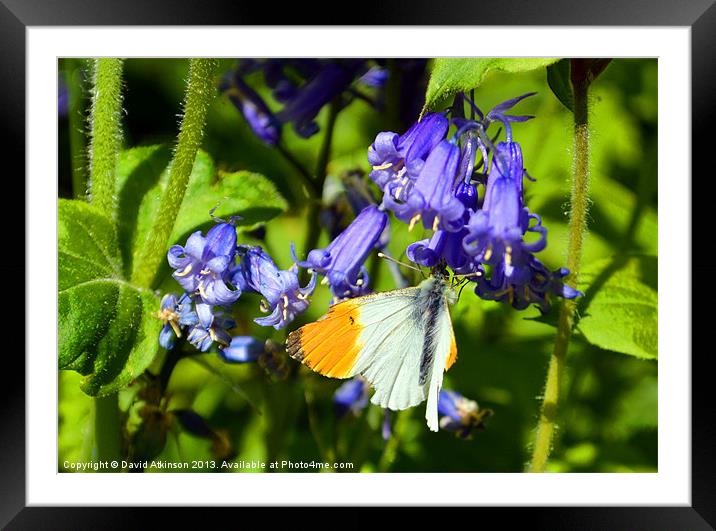 BUTTERFLY BLUEBELL Framed Mounted Print by David Atkinson