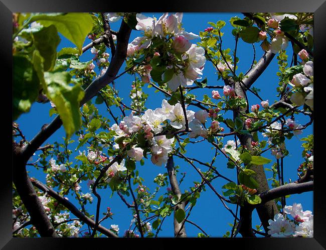 1496-flowers tree Framed Print by elvira ladocki