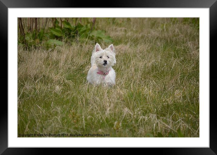 Daisy hiding in the grass Framed Mounted Print by Mark McDermott